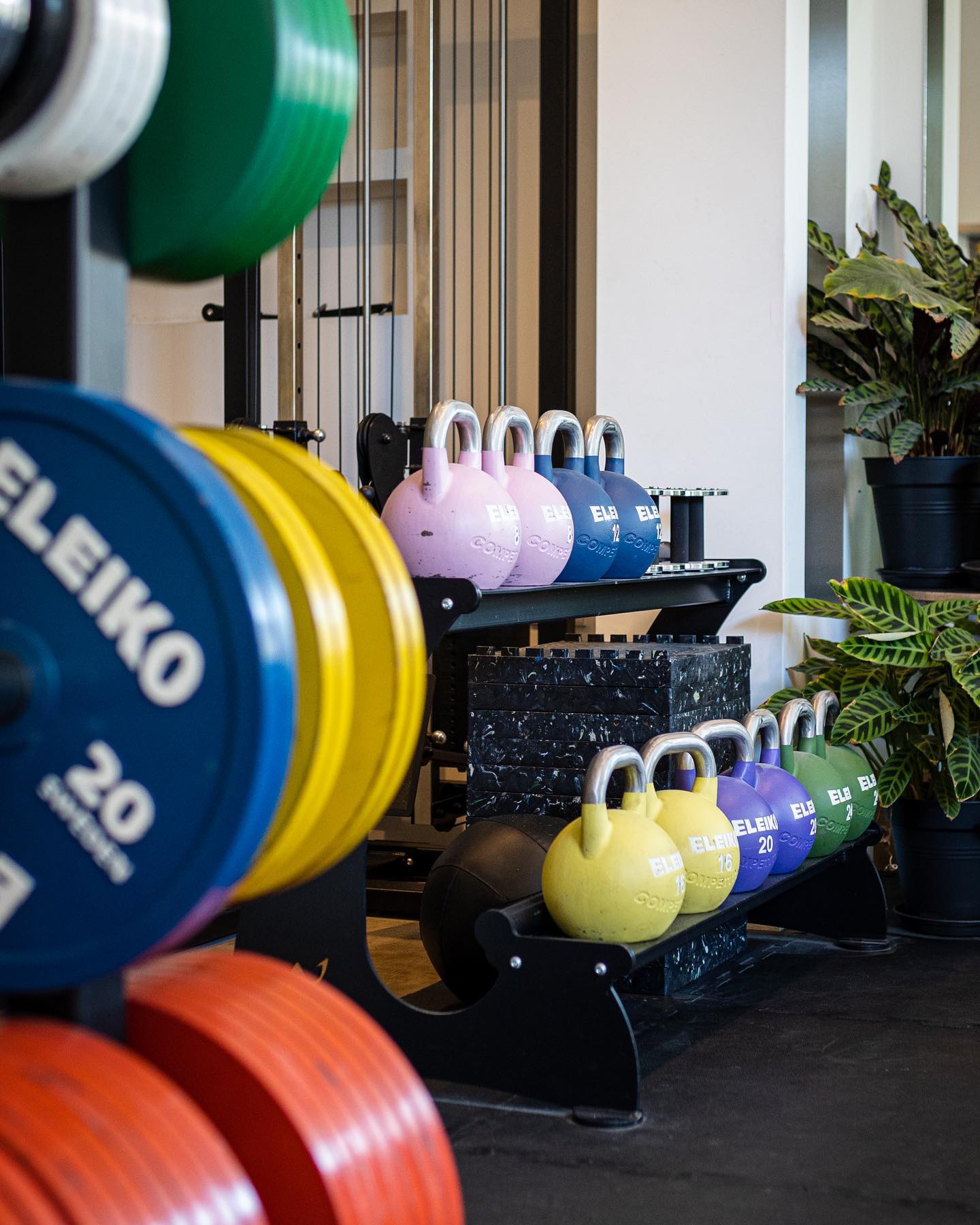 Color full fitness weights green blue dark orange white and kettlebells. Pink darkblue, green and yellow, There are also plants on the background